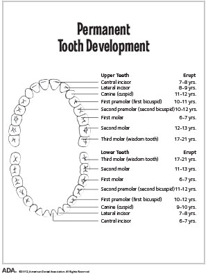 learn-adapermanentteethdev_eng