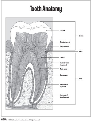 learn-adatoothanatomy_eng