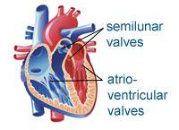 photo-valves